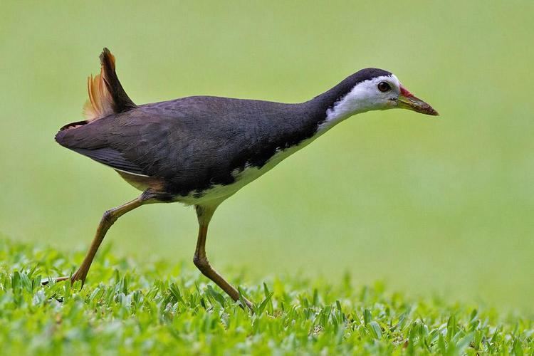 White-breasted waterhen Whitebreasted Waterhen Amaurornis phoenicurus Whitebreasted