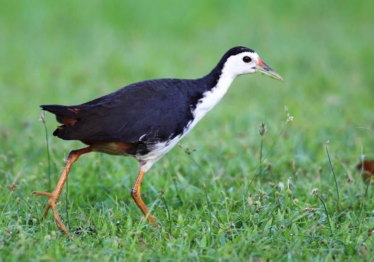 White-breasted waterhen Whitebreasted Waterhen Amaurornis phoenicurus Whitebreasted