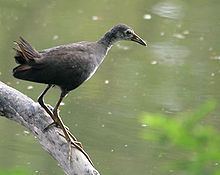 White-breasted waterhen Whitebreasted waterhen Wikipedia