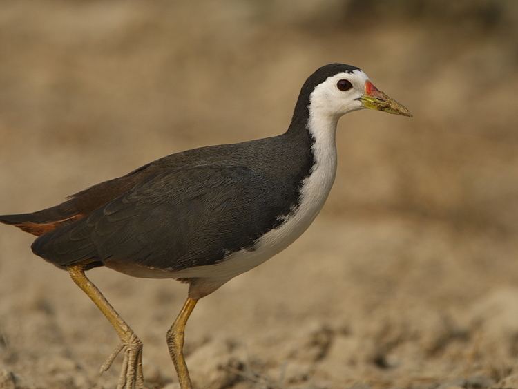 White-breasted waterhen Birds of India Whitebreasted Waterhen Amaurornis phoenicurus