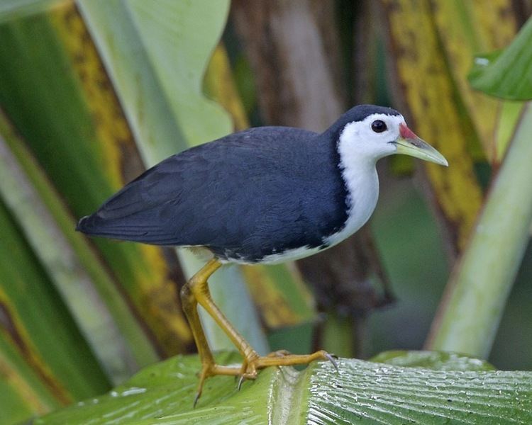 White-breasted waterhen httpsuploadwikimediaorgwikipediacommons66