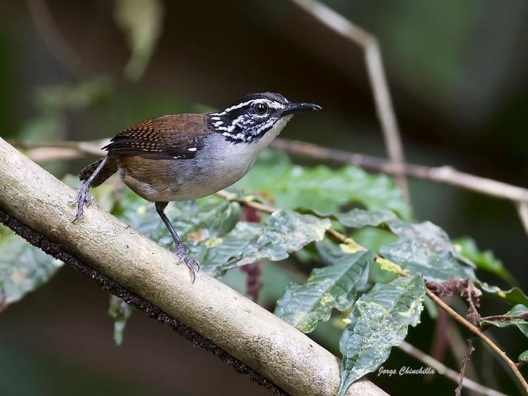 White-breasted wood wren Whitebreasted Woodwren Henicorhina leucosticta videos photos