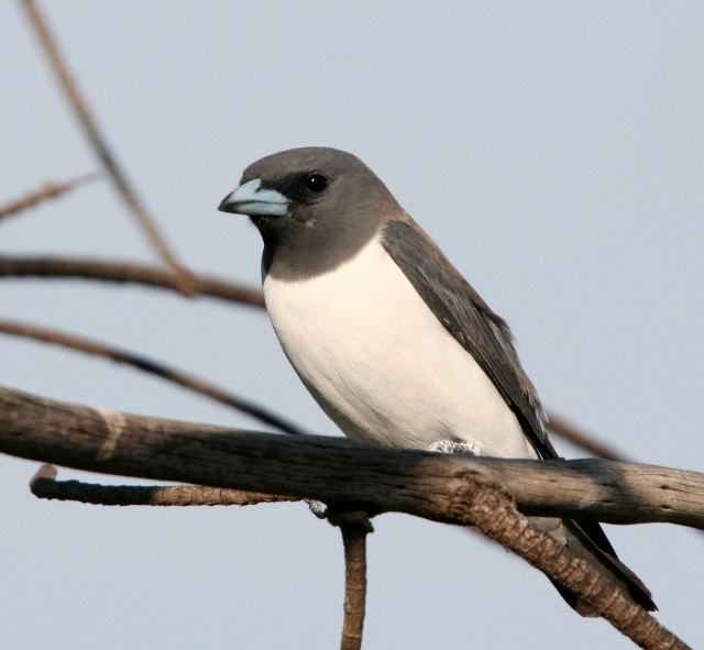 White-breasted woodswallow animalialifeclubdataimageswhitebreastedwood