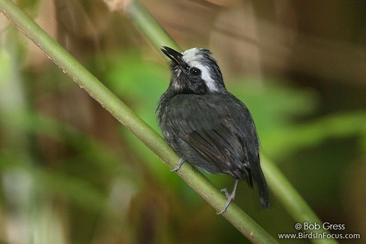 White-browed antbird wwwbirdsinfocuscomgalleriesbobgressWhitebro