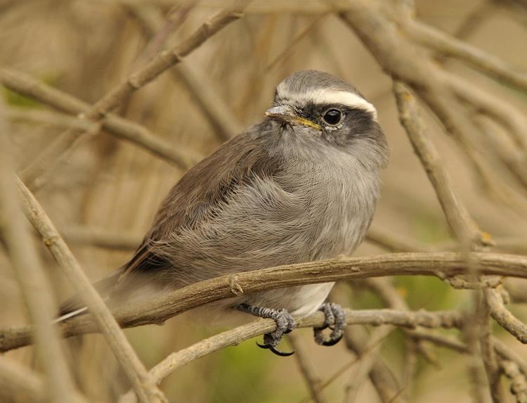 White-browed chat-tyrant Whitebrowed Chattyrant Ochthoeca leucophrys Fledgling the