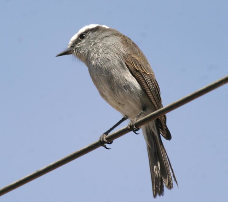 White-browed chat-tyrant Whitebrowed Chattyrant Ochthoeca leucophrys Closeup of a bird
