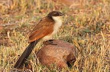 White-browed coucal Whitebrowed coucal Wikipedia