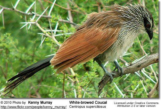White-browed coucal browed Coucal Centropus superciliosus