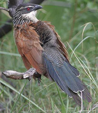White-browed coucal superciliosus Whitebrowed coucal