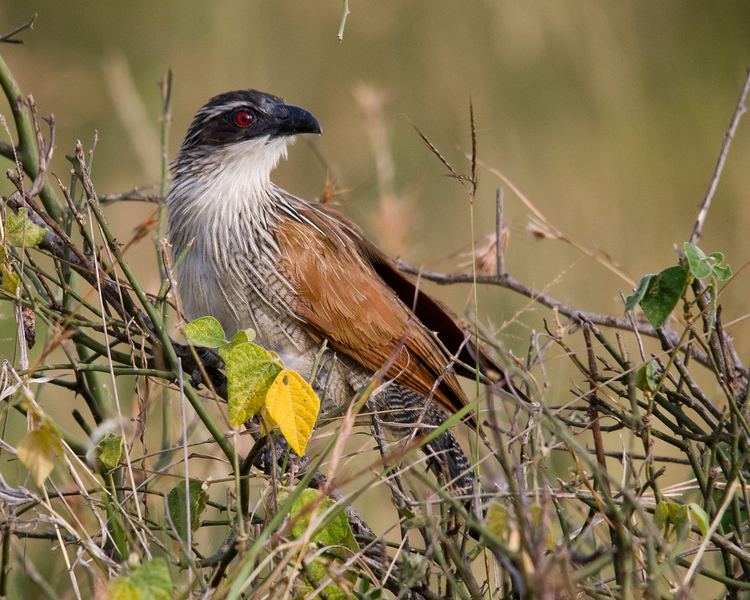White-browed coucal Whitebrowed Coucal Masai Mara Carol Foil Flickr