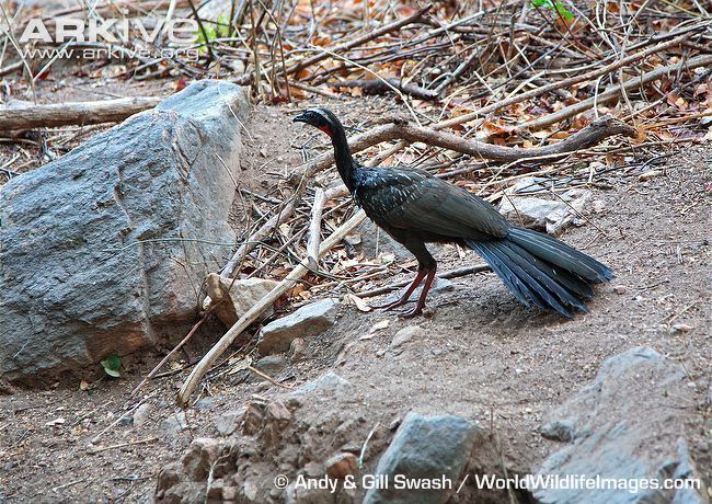 White-browed guan Whitebrowed guan videos photos and facts Penelope jacucaca ARKive