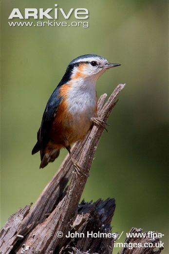White-browed nuthatch Whitebrowed nuthatch videos photos and facts Sitta victoriae