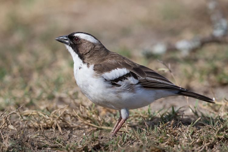 White-browed sparrow-weaver browed sparrowweaver