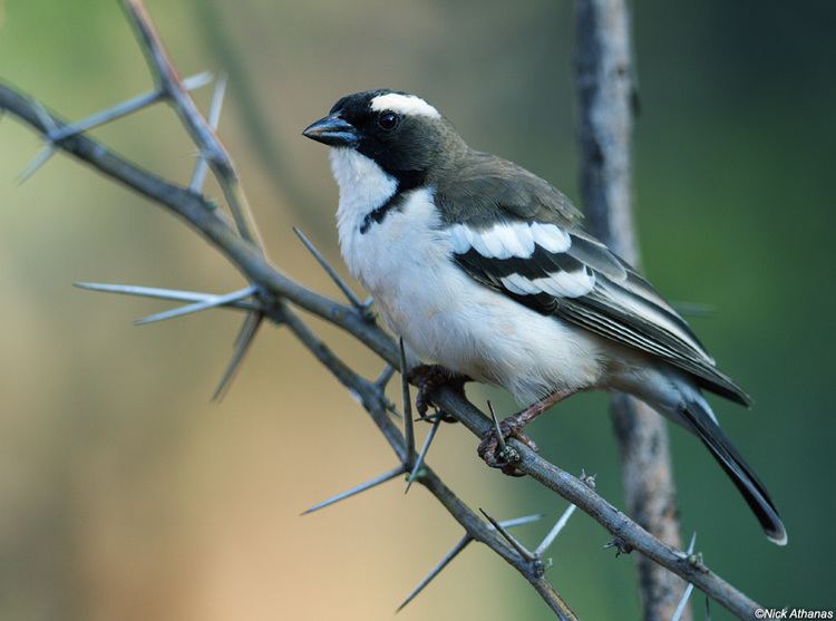 White-browed sparrow-weaver Whitebrowed sparrowweaver