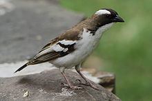 White-browed sparrow-weaver Whitebrowed sparrowweaver Wikipedia