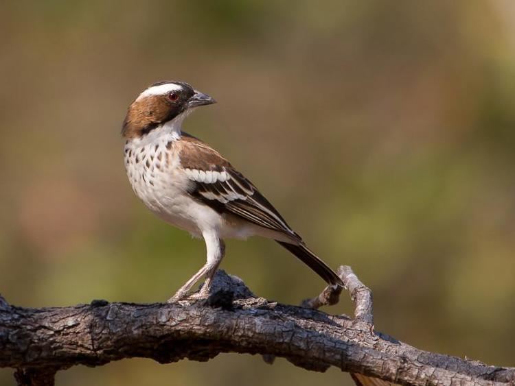 White-browed sparrow-weaver Whitebrowed Sparrowweaver Plocepasser mahali videos photos and