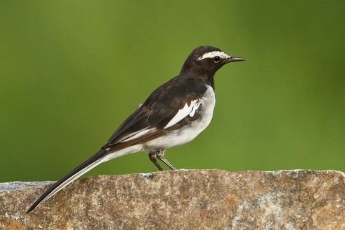 White-browed wagtail White Browed Wagtail Krishna Mohan Photography