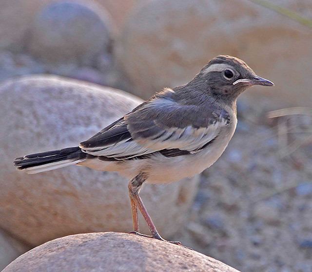 White-browed wagtail Oriental Bird Club Image Database Whitebrowed Wagtail Motacilla