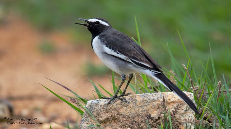 White-browed wagtail Lying low again this time for a whitebrowed wagtail Motacilla