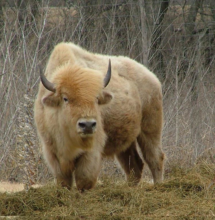 White buffalo Sacred White Buffalo Rustic Images Foundmyself
