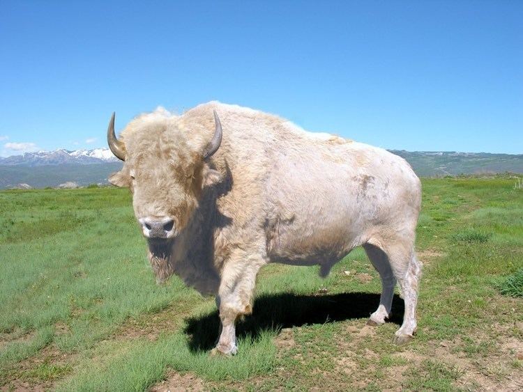 White buffalo Alchetron, The Free Social Encyclopedia