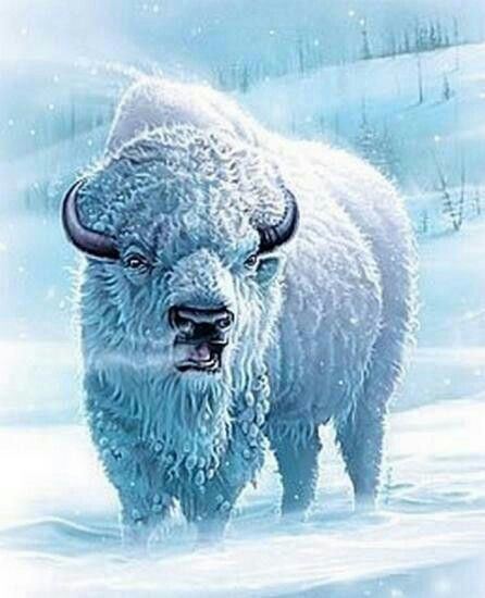 White buffalo 1000 images about WHITE BUFFALO39S on Pinterest American bison