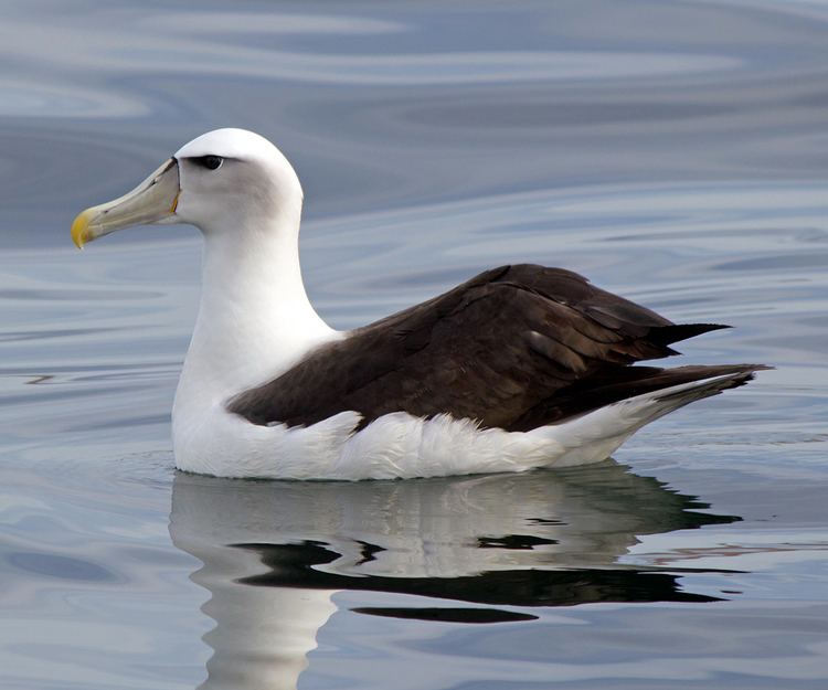 White-capped albatross Whitecapped Albatross Birding NZ