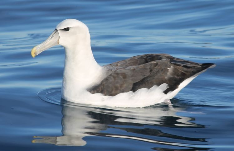 White-capped albatross Whitecapped mollymawk New Zealand Birds Online