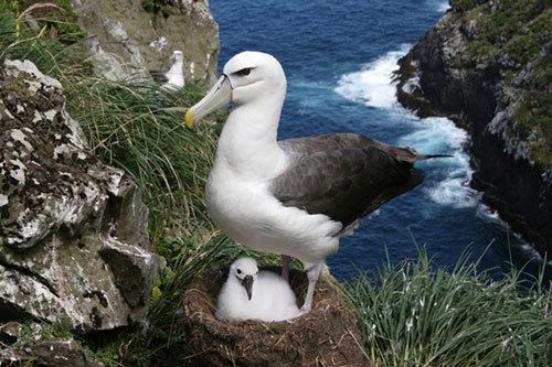 White-capped albatross Agreement on the Conservation of Albatrosses and Petrels White