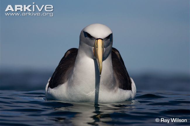 White-capped albatross cdn1arkiveorgmedia1616D741AE2DCD43EAAD8AB