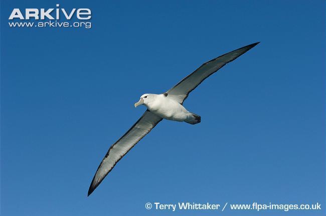 White-capped albatross Whitecapped albatross videos photos and facts Thalassarche
