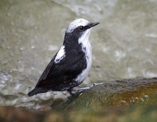 White-capped dipper Whitecapped Dipper Cinclus leucocephalus perched the Internet
