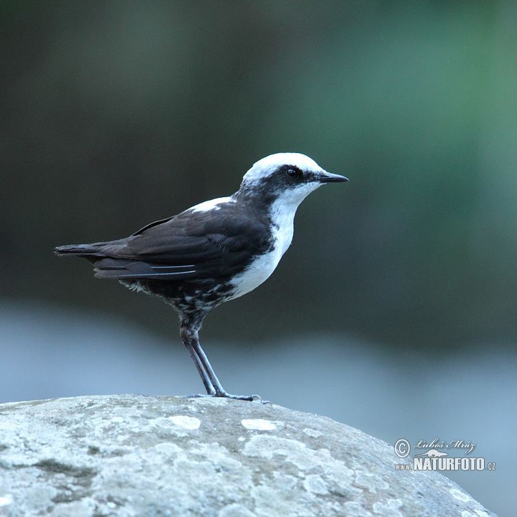 White-capped dipper Whitecapped Dipper Pictures Whitecapped Dipper Images NaturePhoto