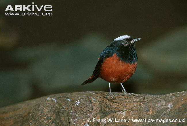 White-capped redstart Whitecapped waterredstart videos photos and facts Chaimarrornis
