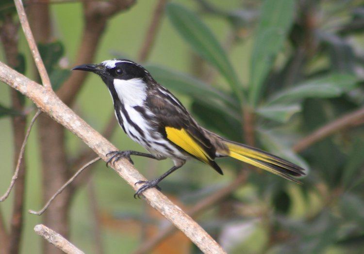 White-cheeked honeyeater Whitecheeked Honeyeater Phylidonyris nigra