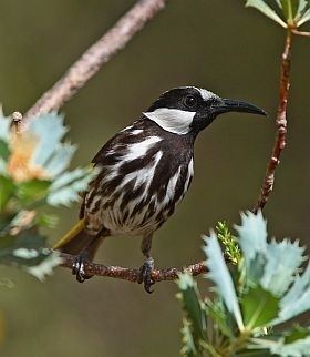 White-cheeked honeyeater Whitecheeked Honeyeater BirdLife Australia