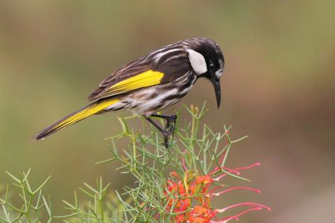 White-cheeked honeyeater Whitecheeked Honeyeater Larry 13