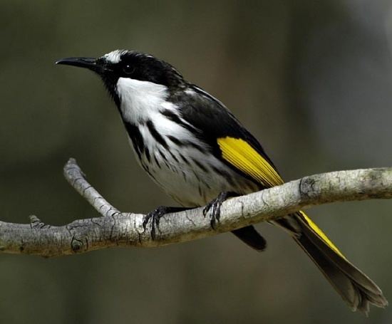 White-cheeked honeyeater Whitecheeked Honeyeater BirdForum Opus