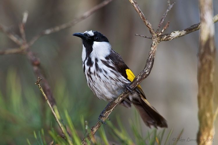 White-cheeked honeyeater Whitecheeked Honeyeater BIRDS in BACKYARDS