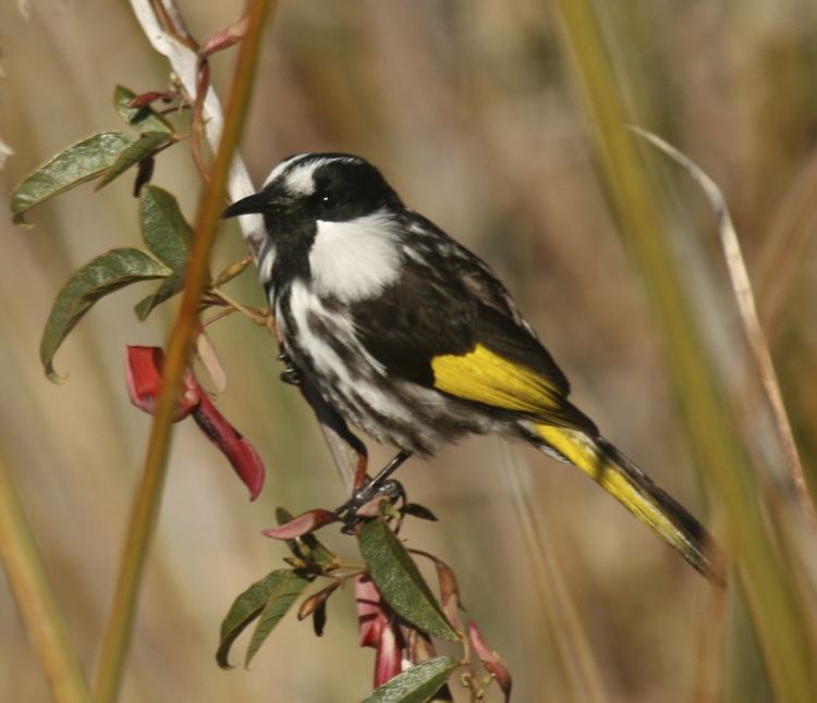 White-cheeked honeyeater Whitecheeked Honeyeater BIRDS in BACKYARDS