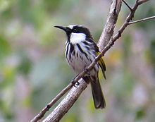 White-cheeked honeyeater httpsuploadwikimediaorgwikipediacommonsthu