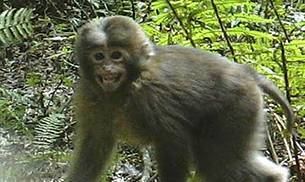White-cheeked macaque New mammal species White Cheeked Macaque discovered in Arunachal