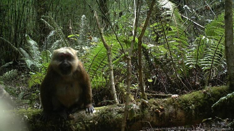 White-cheeked macaque BBC Earth Gorgeous images reveal new macaque