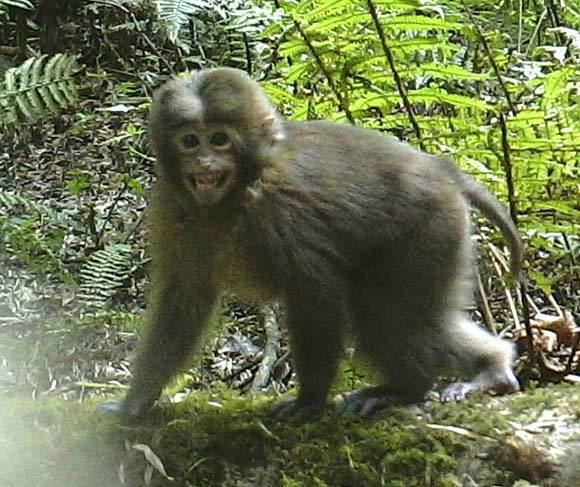White-cheeked macaque Macaca leucogenys New Species of Macaque Discovered in Tibet