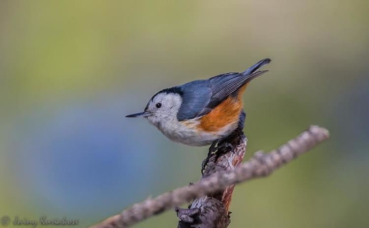 White-cheeked nuthatch Whitecheeked Nuthatch Sitta leucopsis videos photos and sound