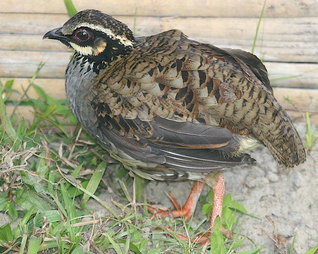 White-cheeked partridge wwwatozpicturescomadminuploads201612whitec