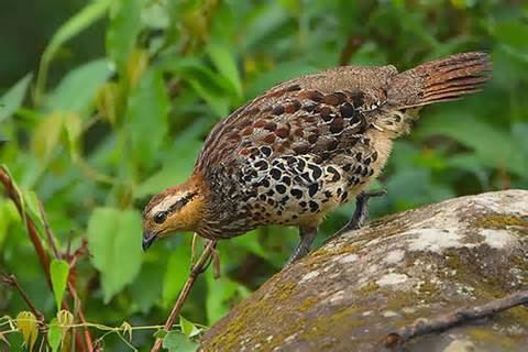 White-cheeked partridge More on Arborophila atrogularis Whitecheeked Partridge