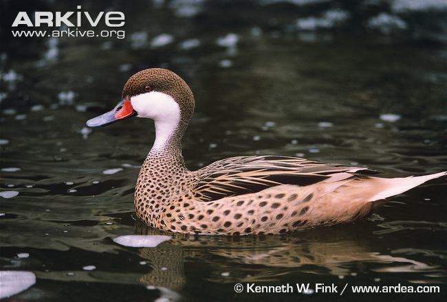 White-cheeked pintail Whitecheeked pintail photo Anas bahamensis G81526 ARKive