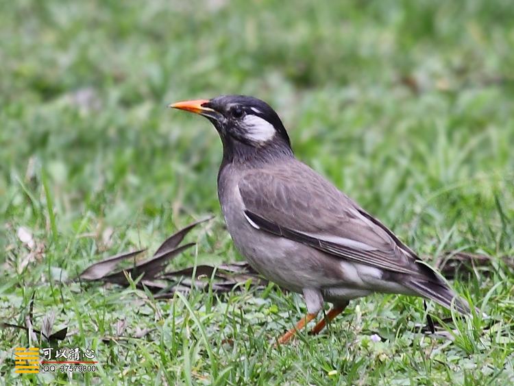 White-cheeked starling httpsc1staticflickrcom985228603580636ccbf