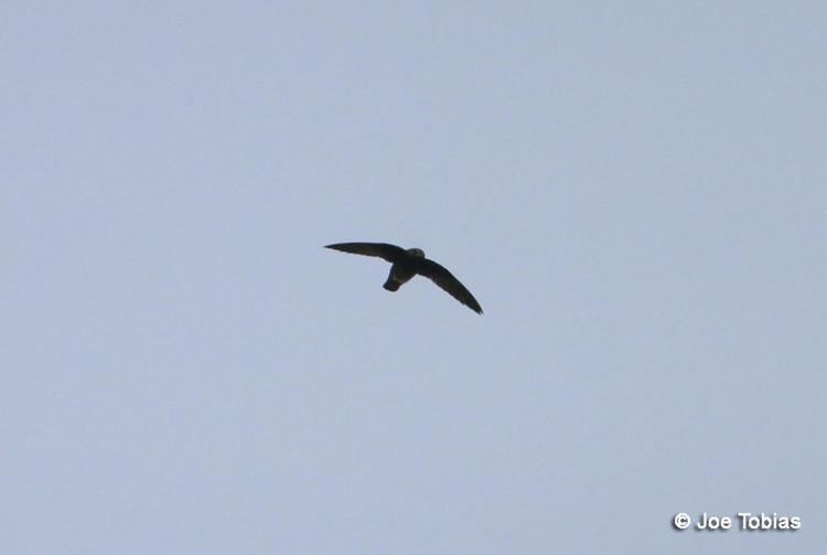 White-chinned swift Whitechinned Swift Cypseloides cryptus videos photos and sound